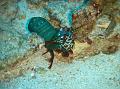 SIMILAN nov  2008 .PHOTO PHILIPPE (112)